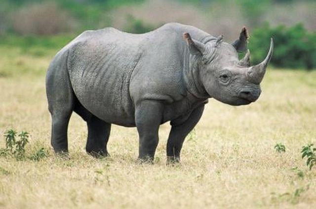 Les Vietnamiens veulent bannir les marchés d’animaux sauvages